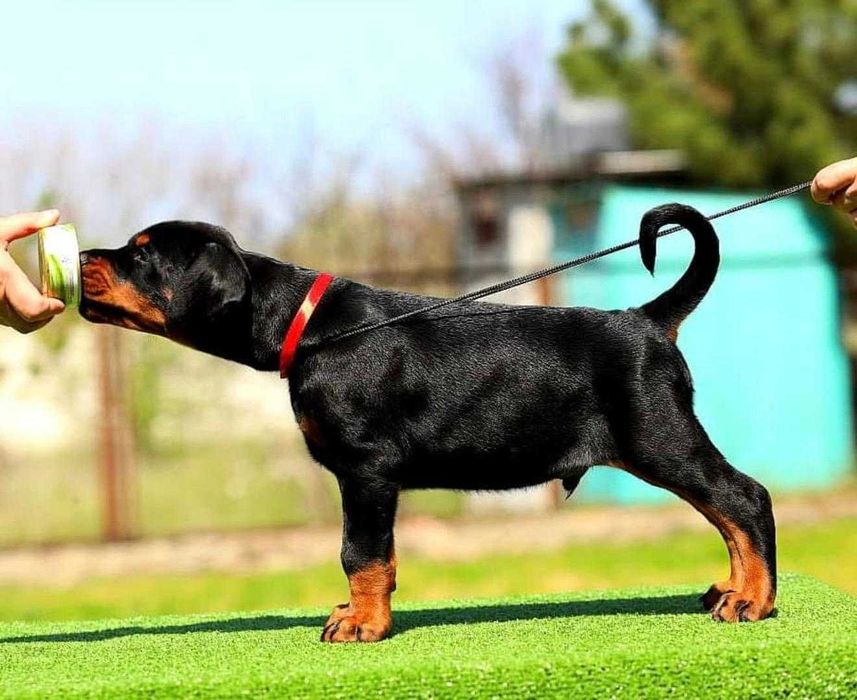 Pui de Doberman European de calitate  superioară