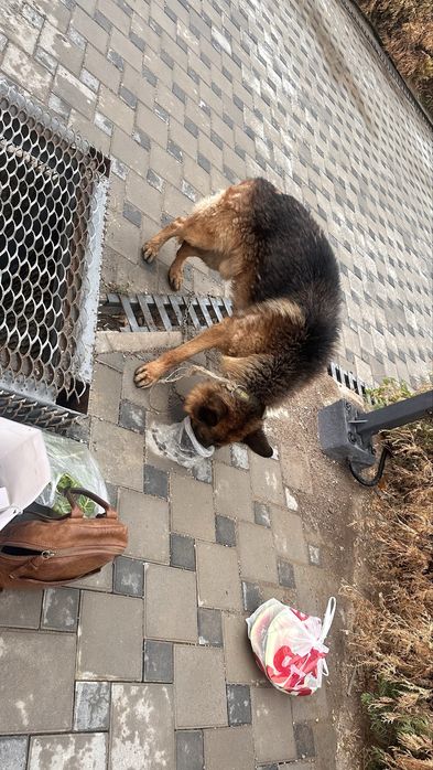 Найдена собака в районе Каменка ,мкр Курамыс