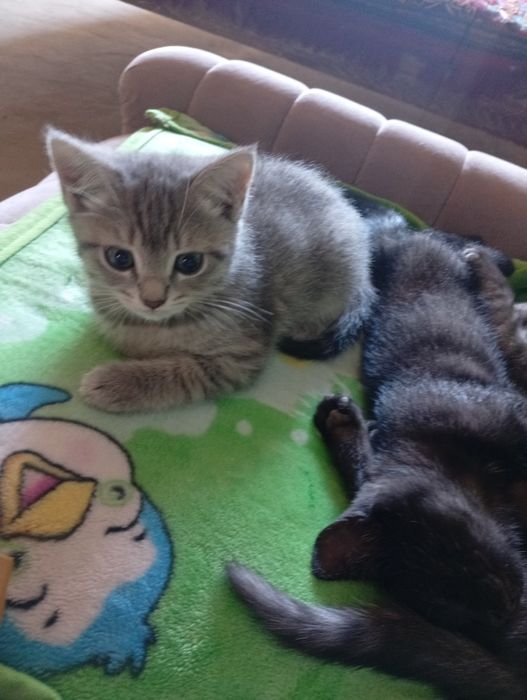 Skotch latok biladi 2 oylik korm yidi soglom
