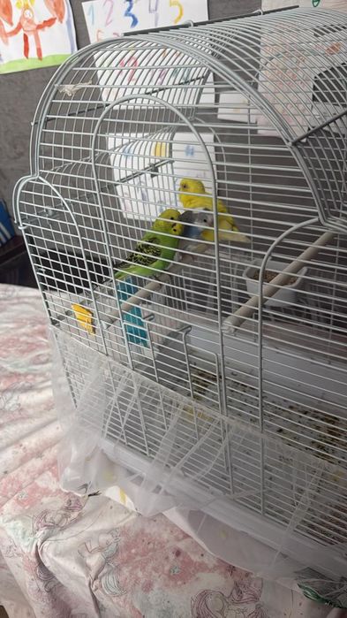 Волнистые попугайчики