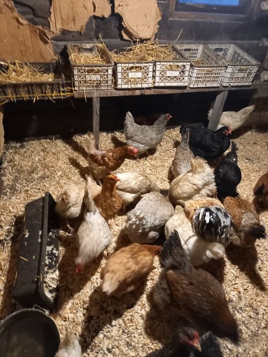 Продам домашних курей