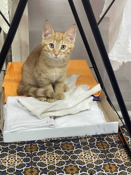 Рыжий котенок. В хорошие руки