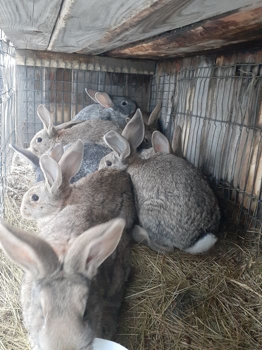 Продам крупных кроликов