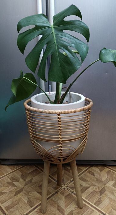 Красавица Монстера!