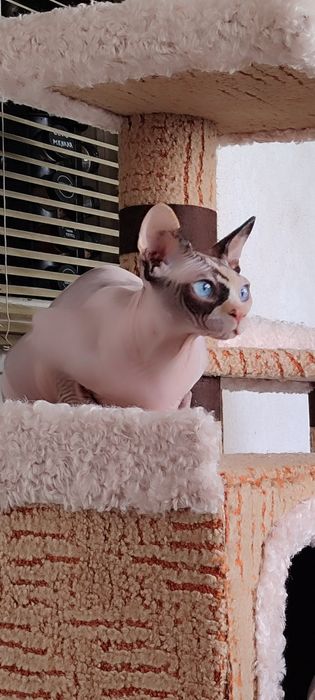 Сфинкс канадский, девочка 1г2м, стерелизована