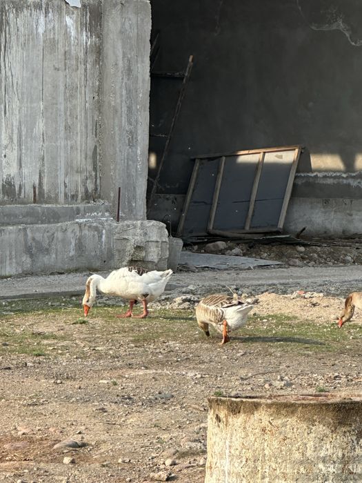 Индюк ordak goz sotiladi