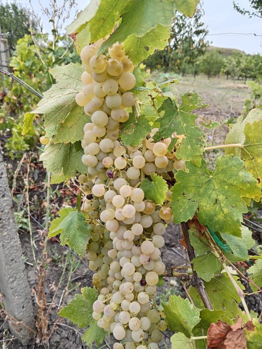 Vând struguri pentru vin