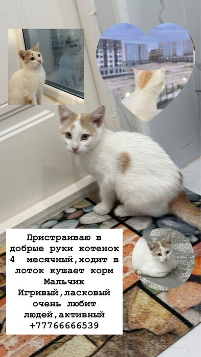 Котенок мальчик 4 мес