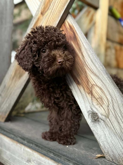 Продавам мини принцеса