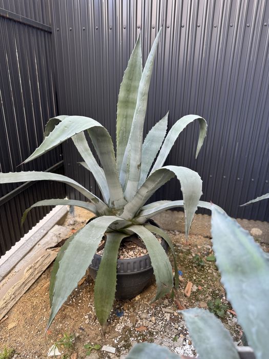 Aloe Vera ghiveci mare