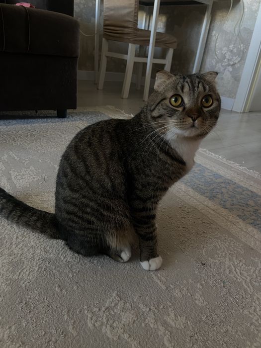 Отдаю кота в хорошие руки