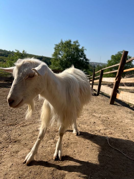 Vand sau scimb capre fara lapte