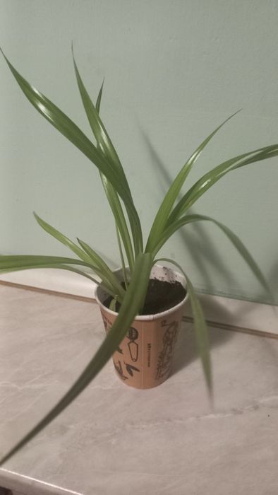 Продам комнатные цветы