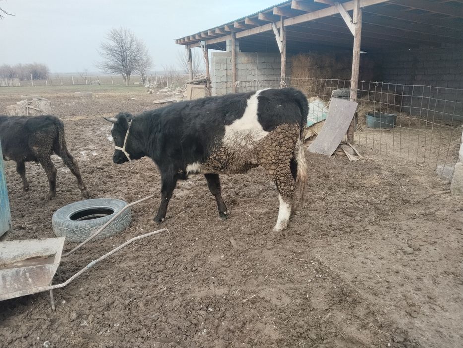 Ургашы тана сатылады.