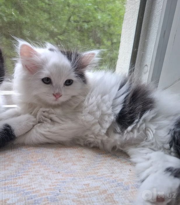 Продаём котёнка беленькая девочка,  2,5 месяца