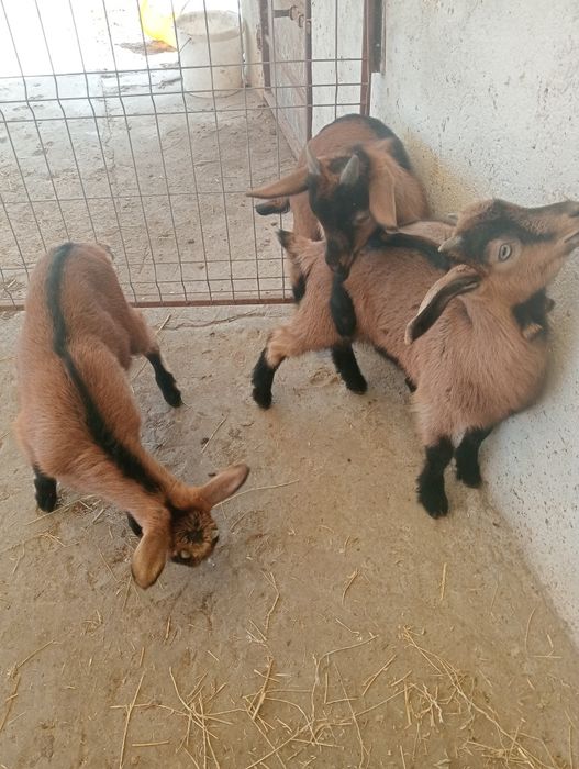 Vând 2 ieduțe și un țap Nr 0769004555