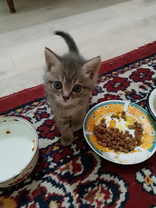 Продам малых котят девочек