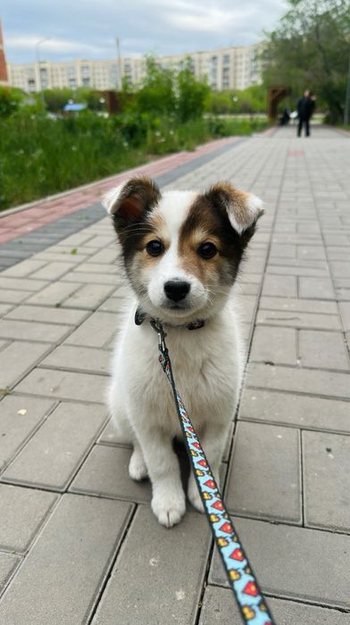 Щеночек красивый