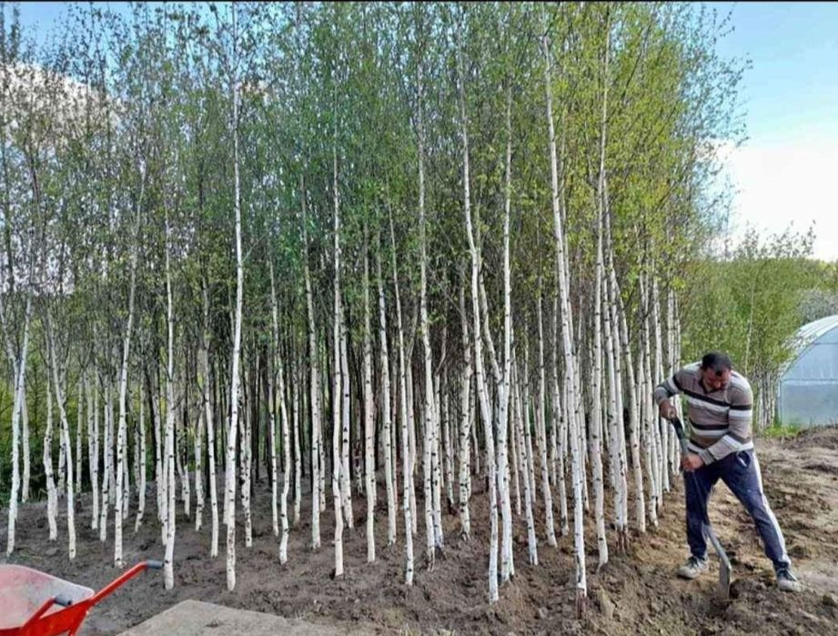 Plante ornamentale brazi normandieni arginti mesteacăn tei platani fra