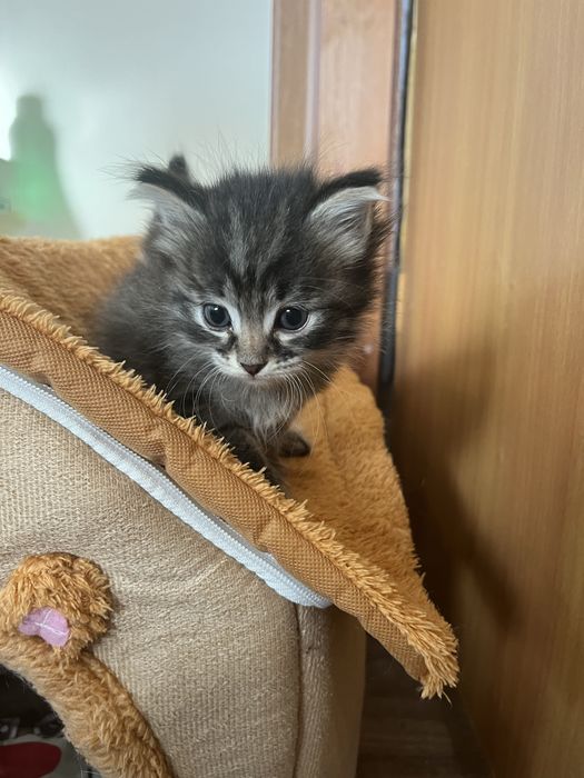 Котенок девочка 1,5 месяца