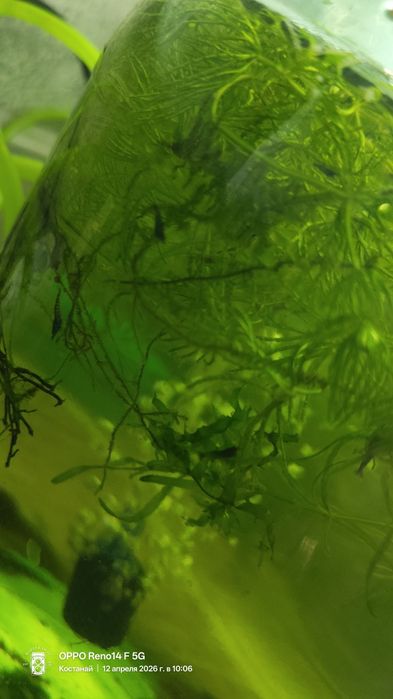 Продам креветок blue dream