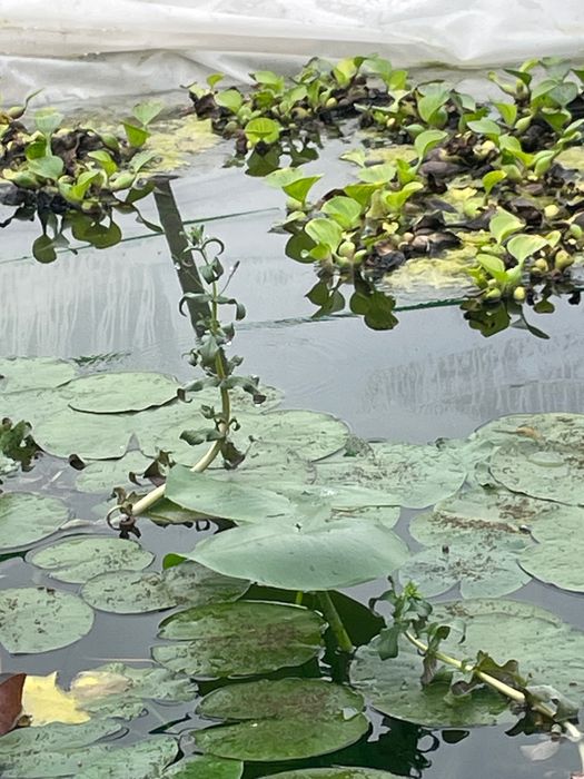 Лилия, лотус, нилуфар гул