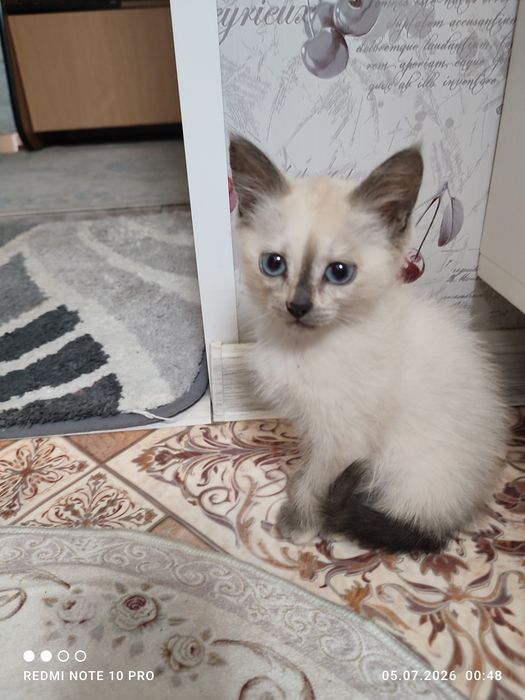 Отдам котят бесплатно