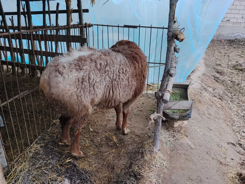 Qo'chqor sotiladi tez va arzon