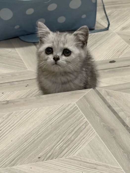 Кошечка шотланская прямоухая