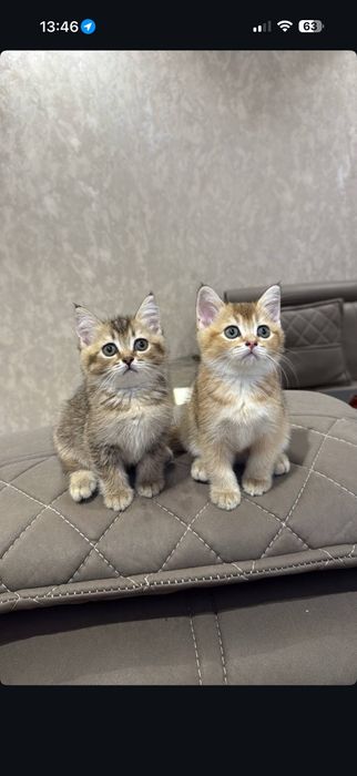 Scottish fold mushukchalar