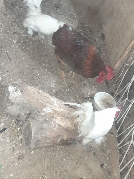 Xoroz 1ta kotta xashaki 2ta Yaron Xoroz 250ming xammasi kelishamiz