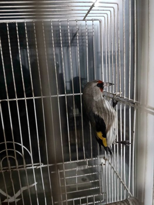 Продам седоголовых щеглов