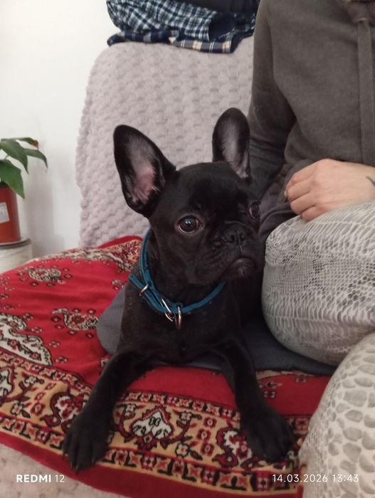 Продам французского бульдога
