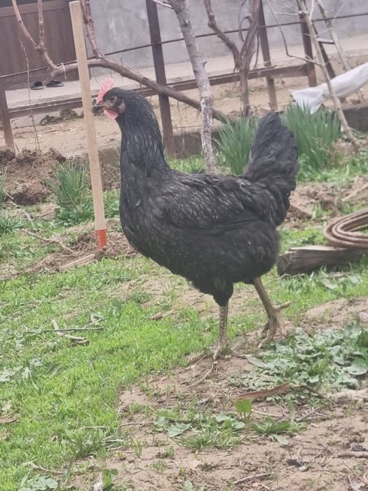 Gigant qora shaxzoda