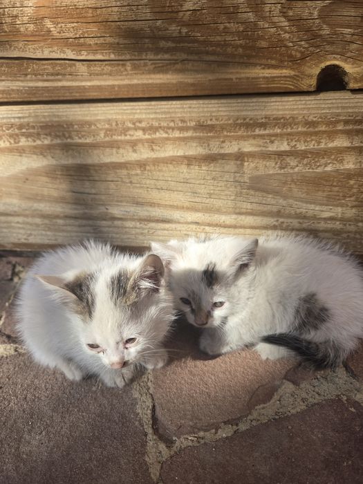 Отдам кошку с котятами