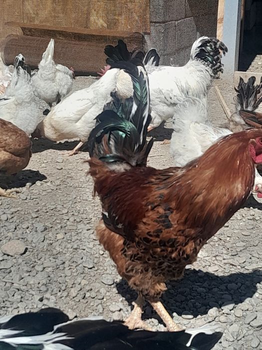 Цыплята 3дневные.