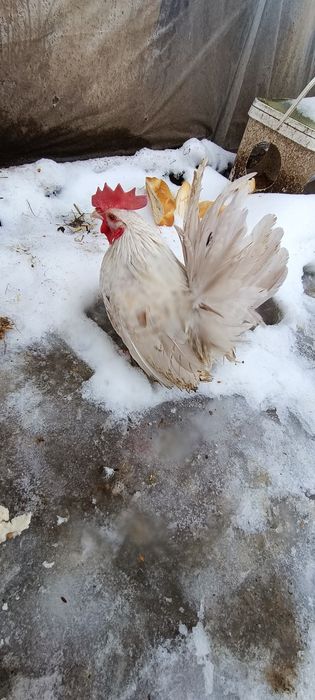 Cocoși chabo tineri de prăsilă