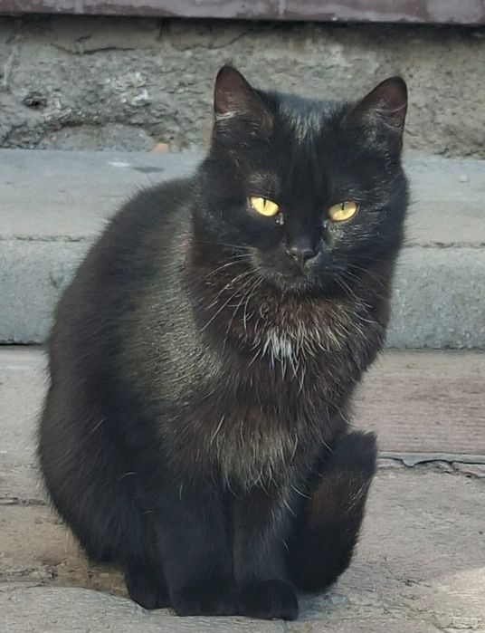 Милые котята 3 мес кошечки 8 мес