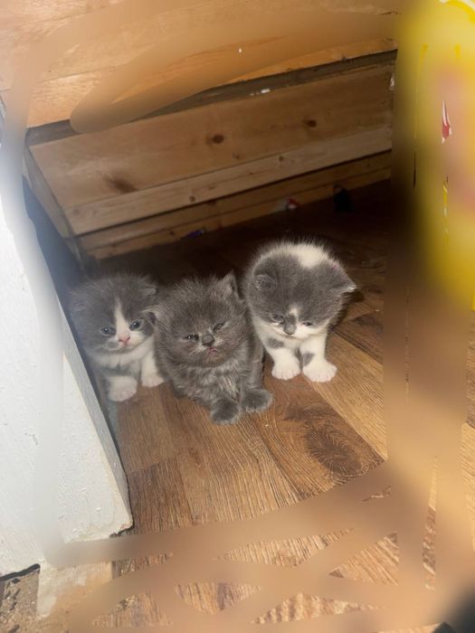 мушуклар сотилади