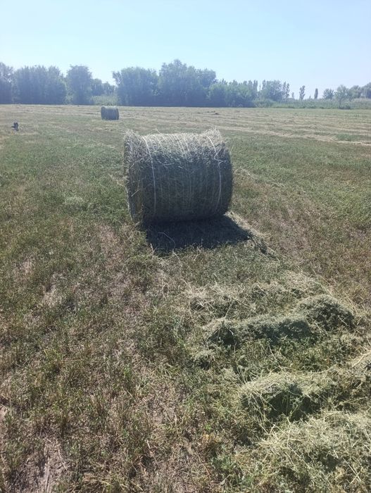 Продается люцерна в рулонах
