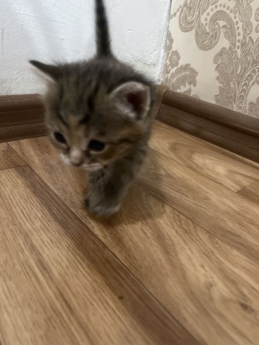 Отдам в добрые руки