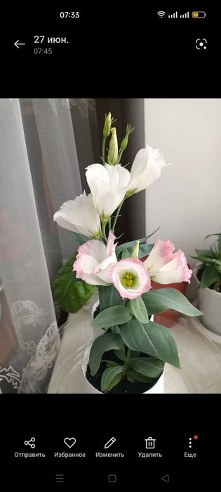 Продам семена цветов разных