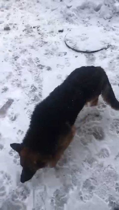 Собаке срочно нужен дом!