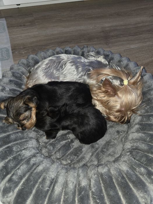 Мини Йорки момчета