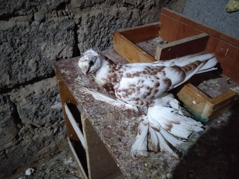 Срочно продаю...