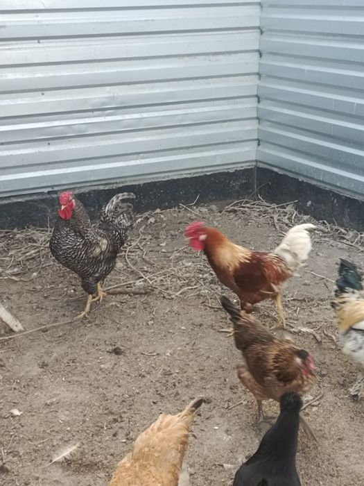 Продам петухов молодые