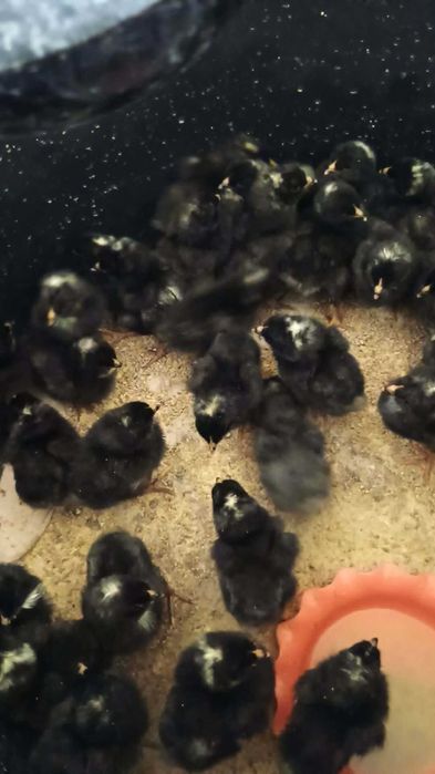 Pui Plymouth rock barat