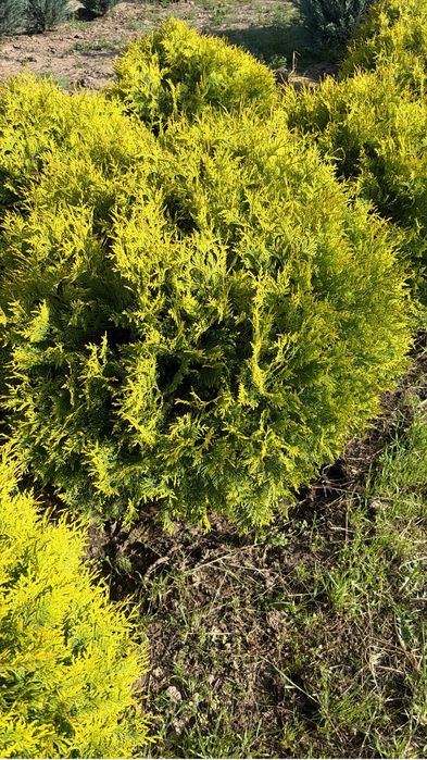 Туя Смарагд (Thuja Smaragd)