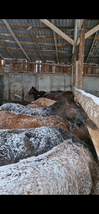 Откорм  құнан шығарлар 600000