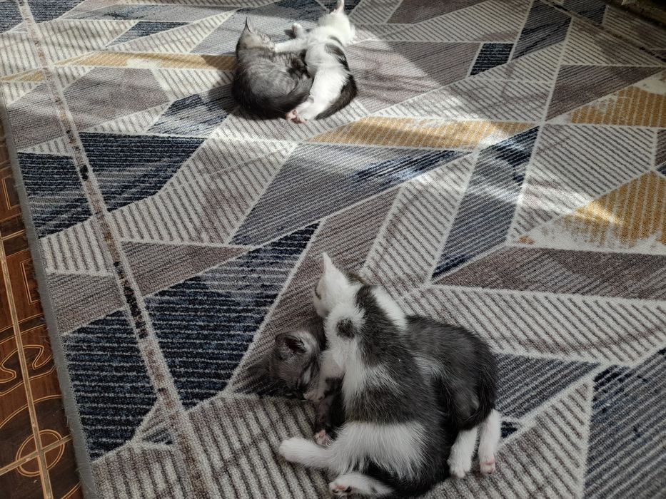 Продаётся  котята вислоухи